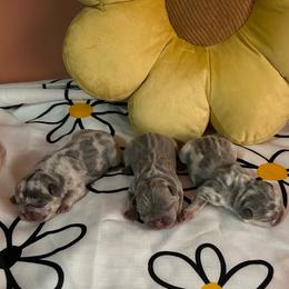French Bulldog puppies from Angies Little Bostons And Frenchies