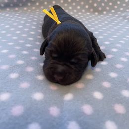 Labrador Retriever Puppies from Amore Labrador Retrievers