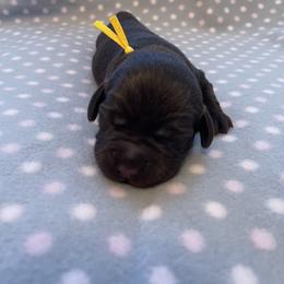 Labrador Retriever Puppies from Amore Labrador Retrievers