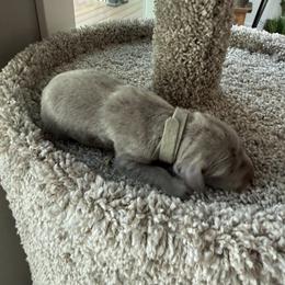 Grey collar - Silver gray female Weimaraner puppy in Sauk Centre, Minnesota from Minnesota Weimaraners