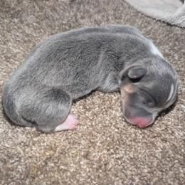 Puddles - Blue male Pembroke Welsh Corgi puppy in Brandon, Mississippi from Jenny May’s Corgis