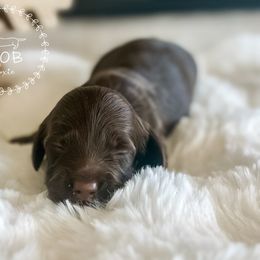 Gumdrop - Chocolate and tan female Dachshund puppy in Sioux Rapids, Iowa from VOB Doxie