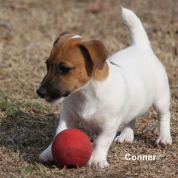 Russell Terrier Puppies from Cuttin Up Jack Russells