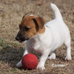 Russell Terrier Puppies from Cuttin Up Jack Russells