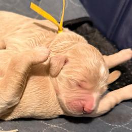 Princess Belle - Cream female Goldendoodle puppy in Puyallup, Washington from Dawnie’s Doodles