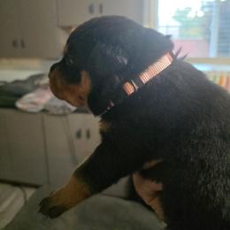 Pink girl - Black and mahogany female Rottweiler puppy in Lebanon, Oregon from SOUTH SANTIAM ROTTWEILERS