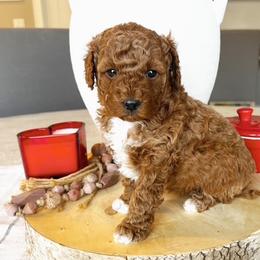 Girl 1 - female Goldendoodle puppy in Mapleton, Utah from Skyridge Doodles