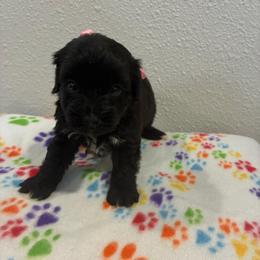 Sadie - Black female Yorkipoo puppy in Brookings, South Dakota from Hofer Pups