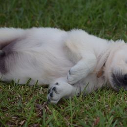 Goldendoodle and Golden Retriever Puppies from Magical Goldens