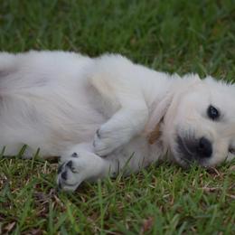 Goldendoodle and Golden Retriever Puppies from Magical Goldens