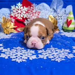 Dark Red full collar Boy - Red male Boston Terrier puppy in Corsicana, Texas from JT Bostons