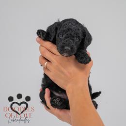Benny - Black male Labradoodle puppy in Travelers Rest, South Carolina from Doodles of Love Labradoodles