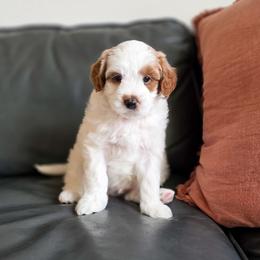 Messi - Parti male Goldendoodle puppy in Moses Lake, Washington from Macy Meadows Doodles