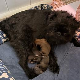 Gir1 1 - Black female Brussels Griffon puppy in Ogden, Utah from Shelly's Brussels Griffons