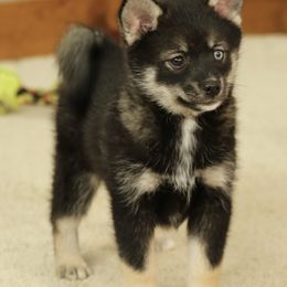 Willow - Black and white Pomsky puppy in Freedom, Indiana from Pine Haven Puppies