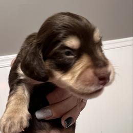 Crunch AKC   PRA  CLEAR - Chocolate and tan male Dachshund puppy in Miami, Florida from Maitime Dachshund