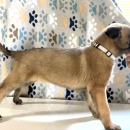 Belgian Malinois and German Shepherd Puppies from Laeknir K9