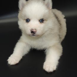 Pomsky and Siberian Husky Puppies from Beastly Beauties Huskies & Pomskies