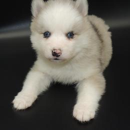 Pomsky and Siberian Husky Puppies from Beastly Beauties Huskies & Pomskies