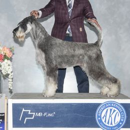 Odette - Giant Schnauzer