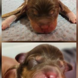 Sally - Red tri female Miniature Australian Shepherd puppy in Macomb, Missouri from Faunus Farms and Aussies