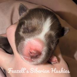 Astria - Red and white female Siberian Husky puppy in Richland, Mississippi from Feazell’s Siberian Huskies