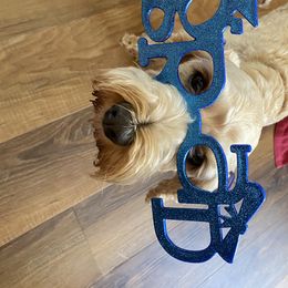 Monday - Cockapoo