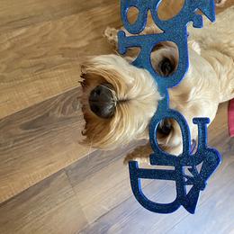 Monday - Cockapoo
