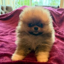 Tucker - Orange sable male Pomeranian puppy in Waterloo, Indiana from Garcias Pomeranian