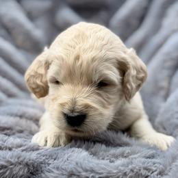 Sabonis - Cream male Goldendoodle puppy in Rainier, Oregon from Beaver Springs Puppies