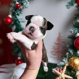 Boy 1 - Black brindle and white male Boston Terrier puppy in Powell, Tennessee from KP Pugs & Boston Terriers