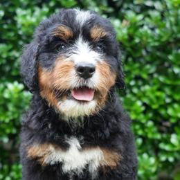 Laurent - Tri-color male Bernedoodle puppy in Folsom, Louisiana from DoodlesFarmCo