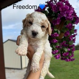 Freedom - Parti male Poodle puppy in Greensburg, Kentucky from Doodle Me Crazy