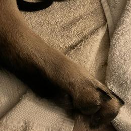 German Shepherd Puppies from German Shepherds of Virginia