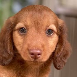 Dachshunds from Davren Farm