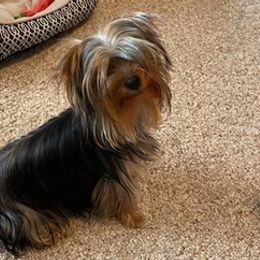 Maltese and Yorkshire Terriers from Lynn’s Precious Pups