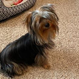 Maltese and Yorkshire Terriers from Lynn’s Precious Pups