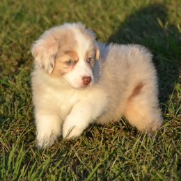 Honey - Red merle female Australian Shepherd puppy in Locust Grove, Oklahoma from Cobler Farms