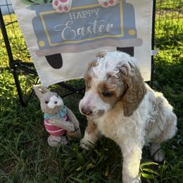 Bentley (brown collar - Phantom male Poodle puppy in Port Saint Lucie, Florida from Abbott Standard Poodles