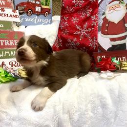 Border Collie and Jack Russell Terrier Puppies from CP FARMS BORDER COLLIES N JACKS CORP