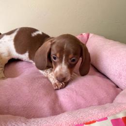 Maya - Piebald female Dachshund puppy in Magnolia, Texas from Carrie’s Countryside Dachshunds