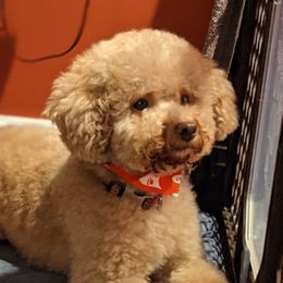 Poodles from Sweet Dream Poodles