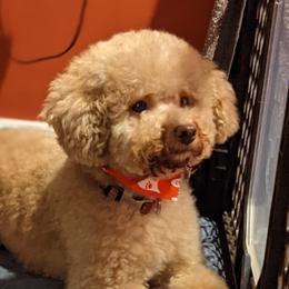 Poodles from Sweet Dream Poodles