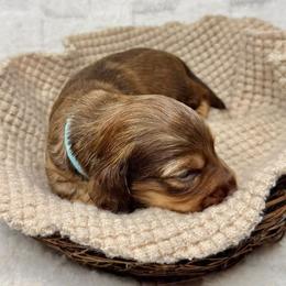 Dachshund Puppies from Redland Dachshund Grove