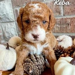 Reba - Red  female Goldendoodle puppy in Ozark, Missouri from Halo Doodles