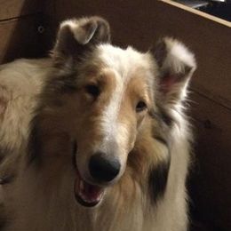 Angel - Collie