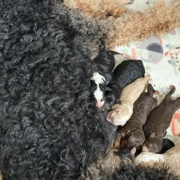 Girl 2 - Phantom female Bernedoodle puppy in Bellville, Ohio from Bernedoodle Buddies