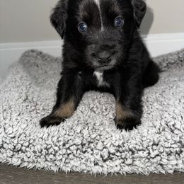 Australian Shepherd Puppies from Music City Aussies