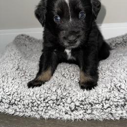 Australian Shepherd Puppies from Music City Aussies