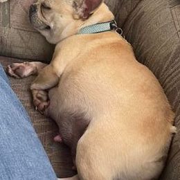 French Bulldogs from DC Frenchies